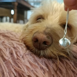 Pet Print Necklace
