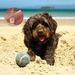 Dog playing with a ball on a beach, with a close-up of a necklace in the corner.