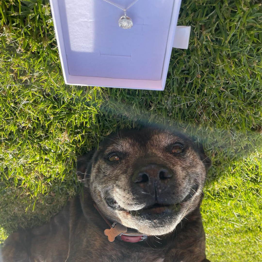Dog lying on grass with a necklace in the background