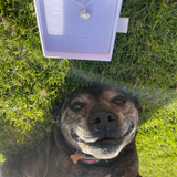 Dog lying on grass with a necklace in the background