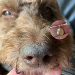 Close-up of a dog's nose with a gold pendant on a pink background